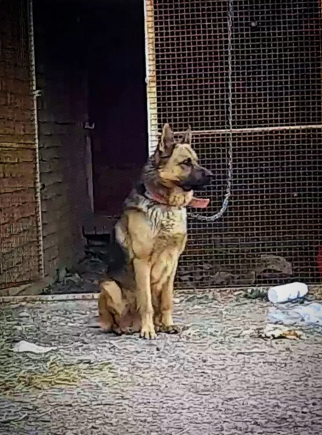 سگ ژرمن|سگ|مبارکه, |دیوار