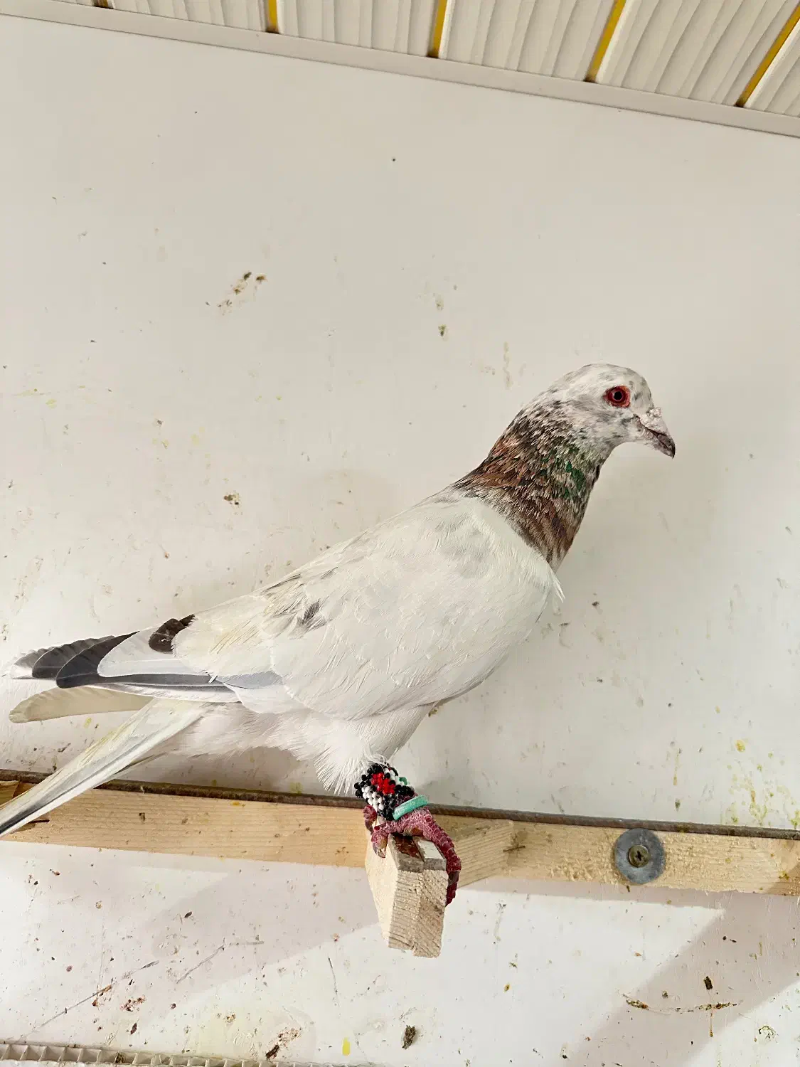 کفتر سار کله هما|حیوانات|مشهد, احمدآباد|دیوار