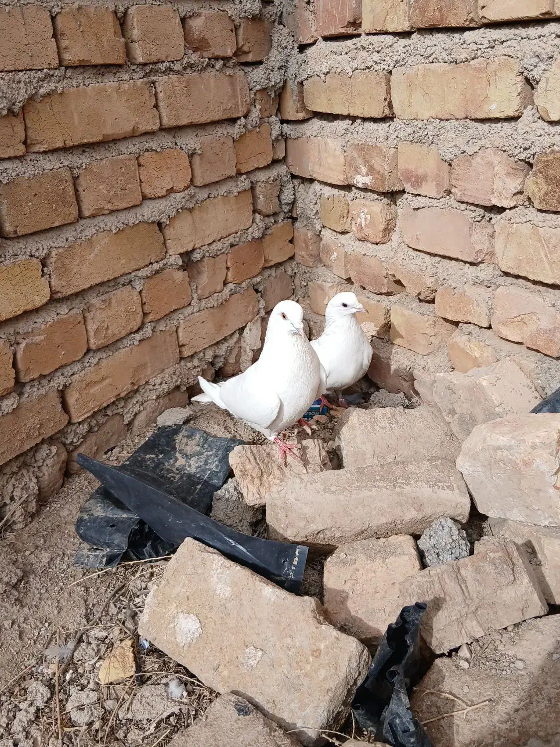 کبوتر|پرنده|بوئین زهرا, |دیوار