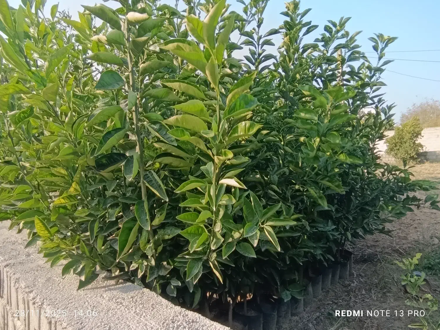 نهال مرکبات نارنگی، نارنگی ژاپنی،تامسون، خونی و.|خدمات باغبانی و درختکاری|ساری, |دیوار