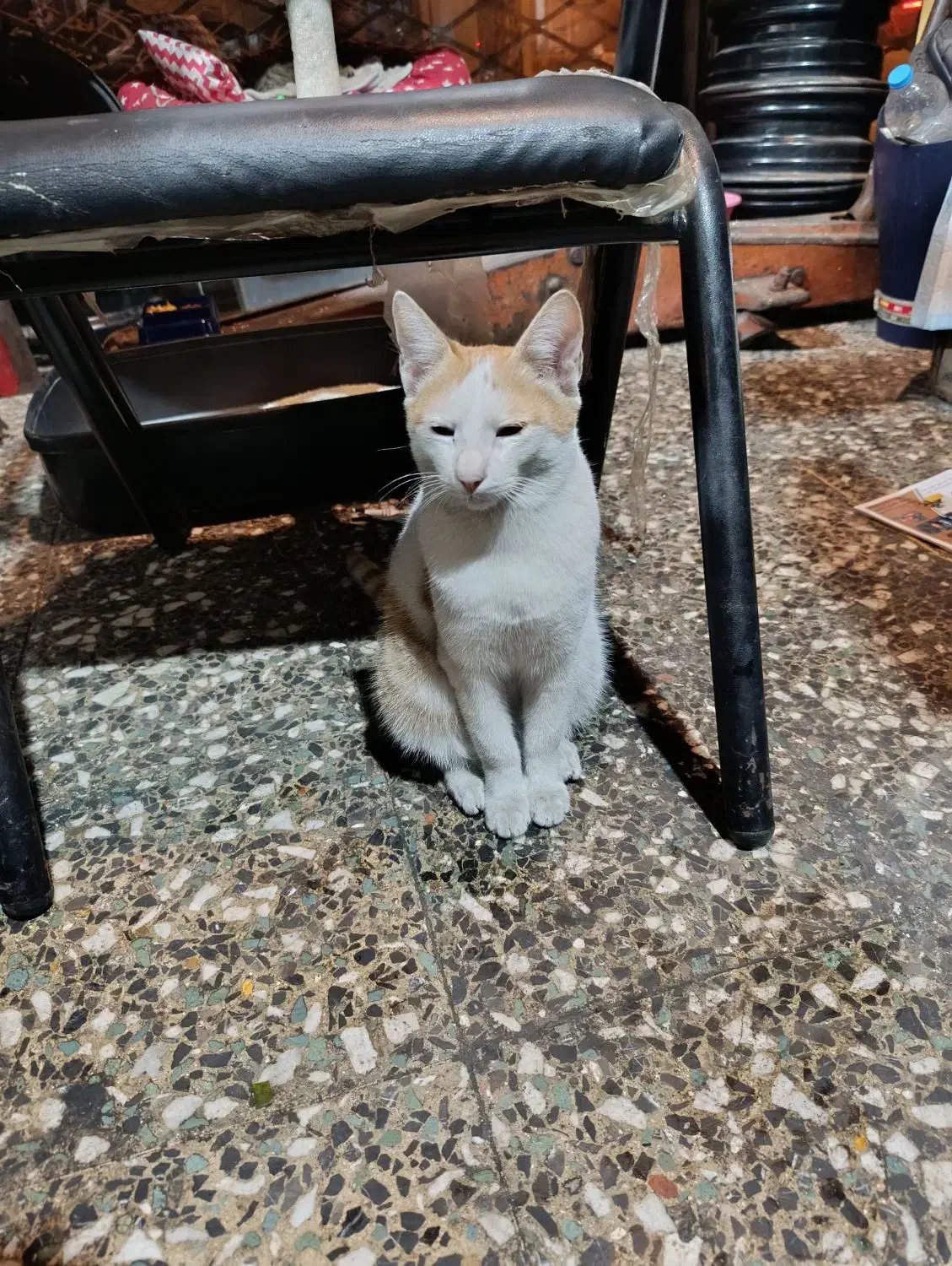 گربه خانگی پیدا شده|حیوانات|رشت, استادسرا|دیوار