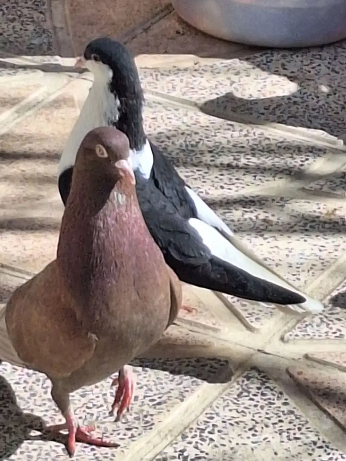 ۶عدد کبوتر|پرنده|محمدیه-قزوین, |دیوار