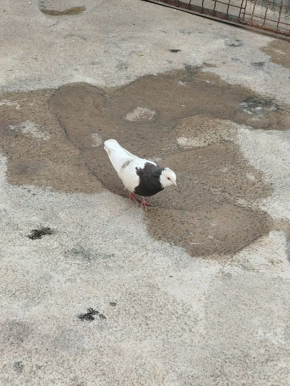 کبوتر|پرنده|خرمآباد, |دیوار