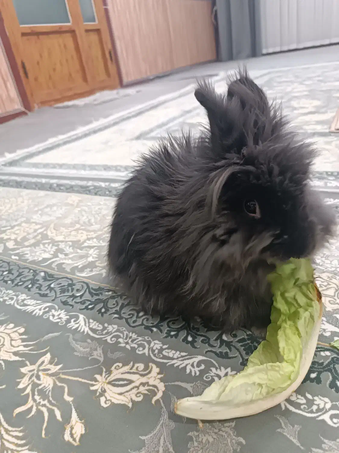 خرگوش|موش و خرگوش|جوانرود, |دیوار