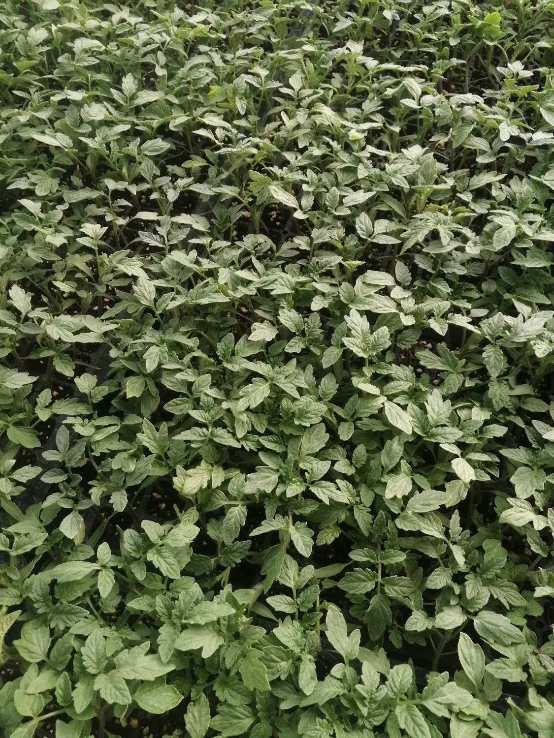 نشاگوجه‌فرنگی بدرو وبریویو دستگیردریافت سفارش|خدمات باغبانی و درختکاری|جیرفت, |دیوار