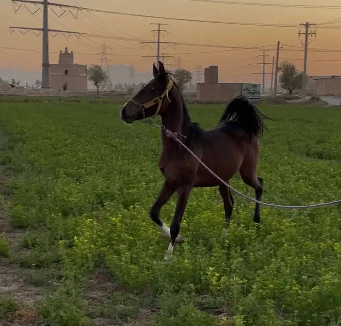 فروش مادیانشجره دار|اسب و تجهیزات اسبسواری|رشت, پسیخان|دیوار