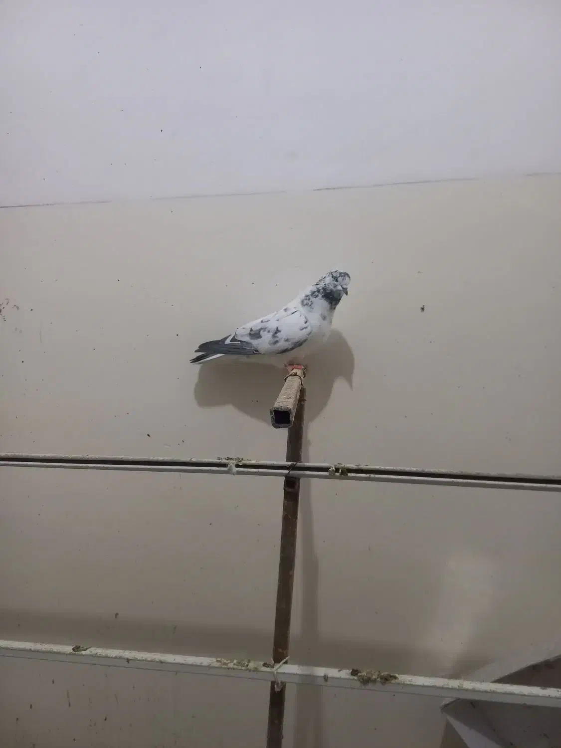 تعدادی کفتر پرشی|پرنده|جلفا, |دیوار