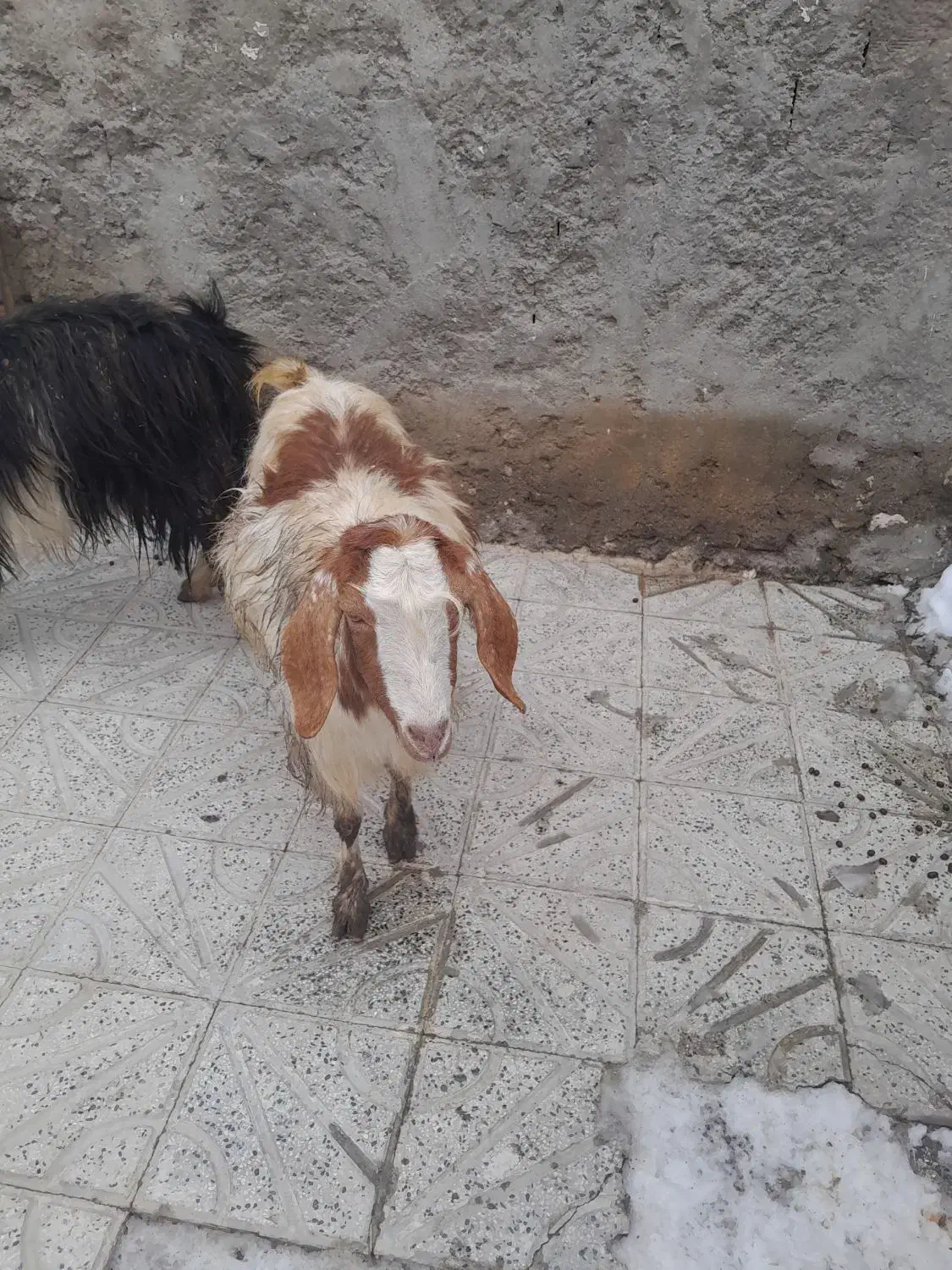 بز‌جوان‌‌مغانی|حیوانات مزرعه|اردبیل, |دیوار