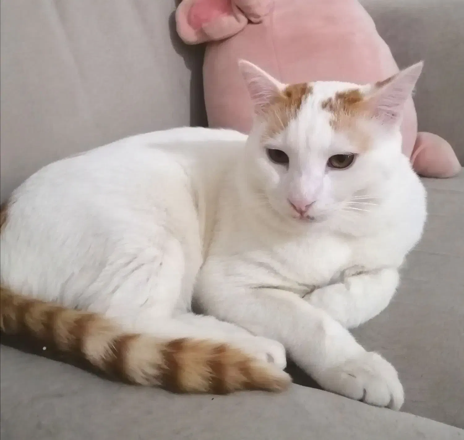 واگذاری رایگان گربه dsh نر و ماده یکساله|گربه|اندیشه, اندیشه فاز ۱|دیوار