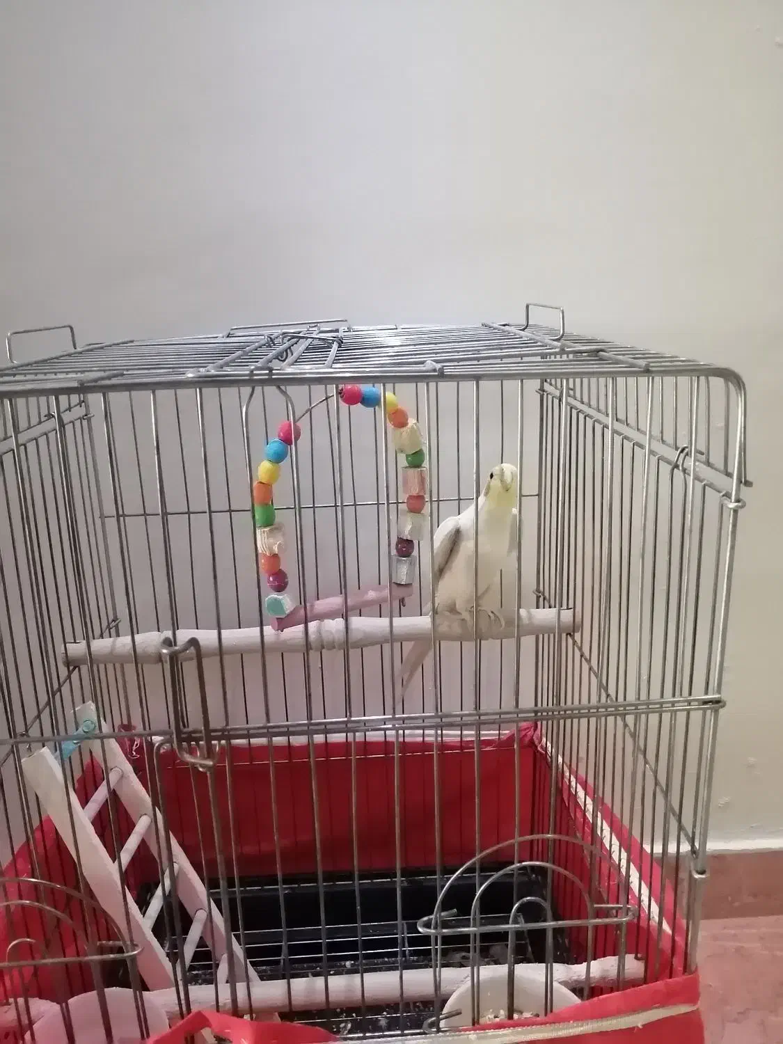 عروس هلندی لوتینو نر|پرنده|رودهن, |دیوار