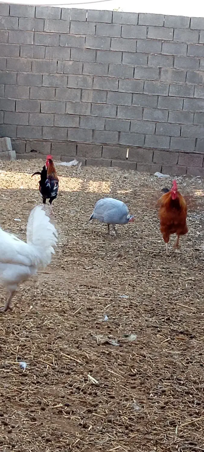 خروس و شاخدار|حیوانات مزرعه|چمران, |دیوار