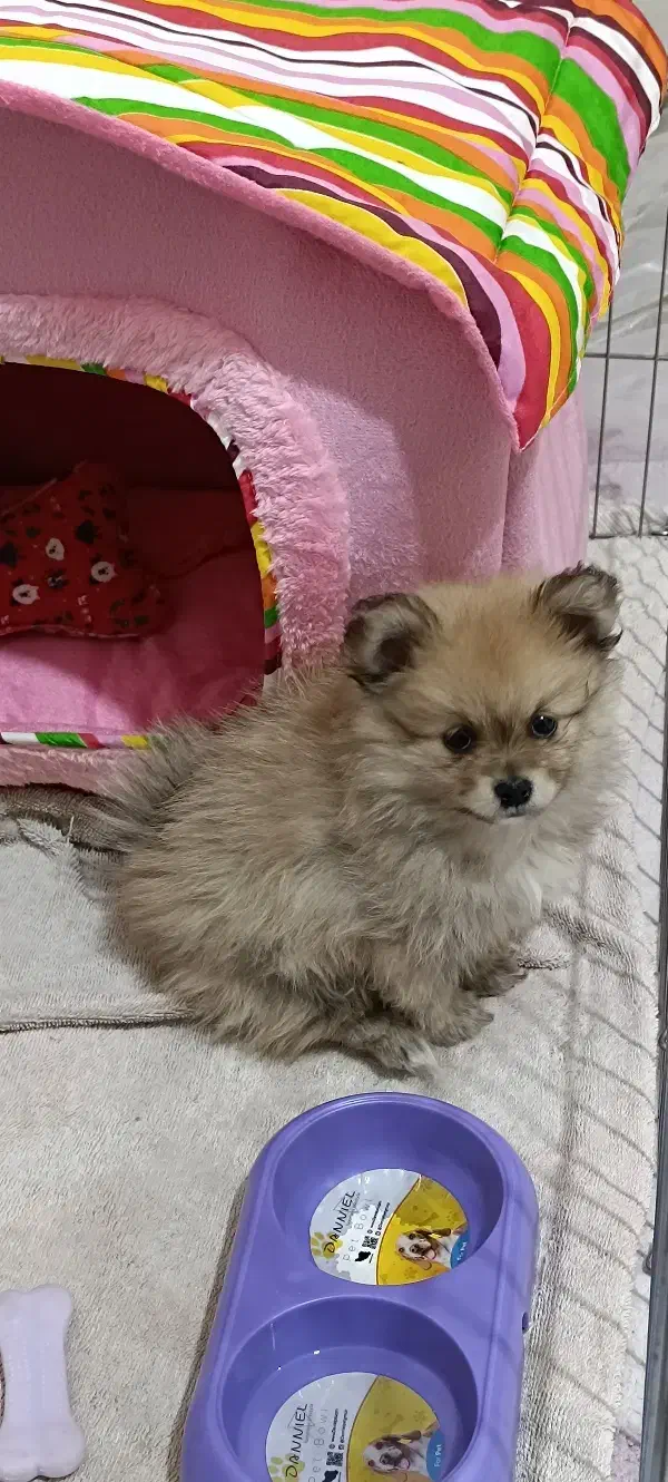 سگ پامر روباهی|سگ|کرمانشاه, |دیوار