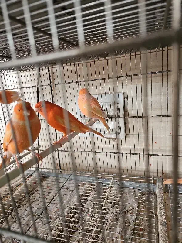 قناری اورجینال ترکیه ای|پرنده|شهریار, رزکان|دیوار