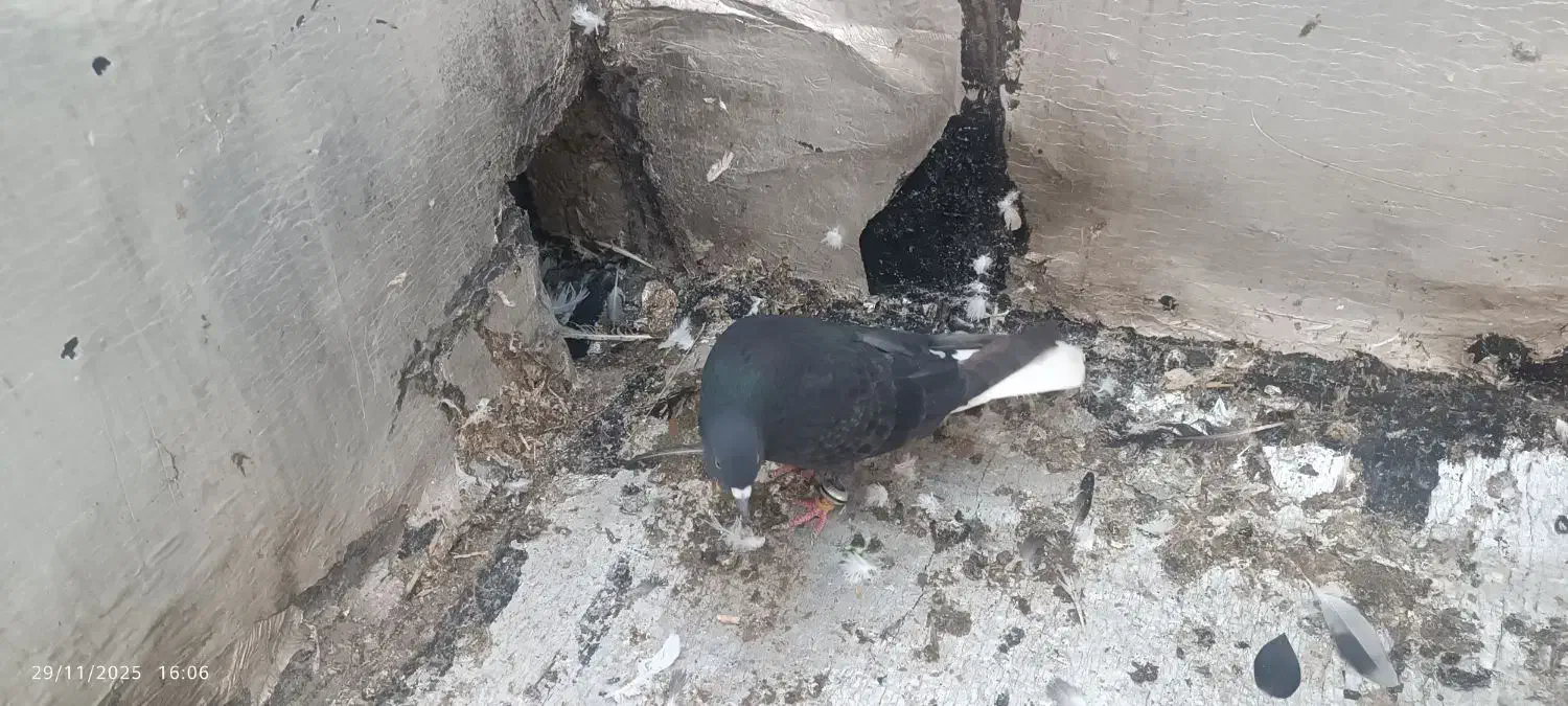 یک زاغ دم‌سفید پاک نر و ساده سیاه|پرنده|گالیکش, |دیوار