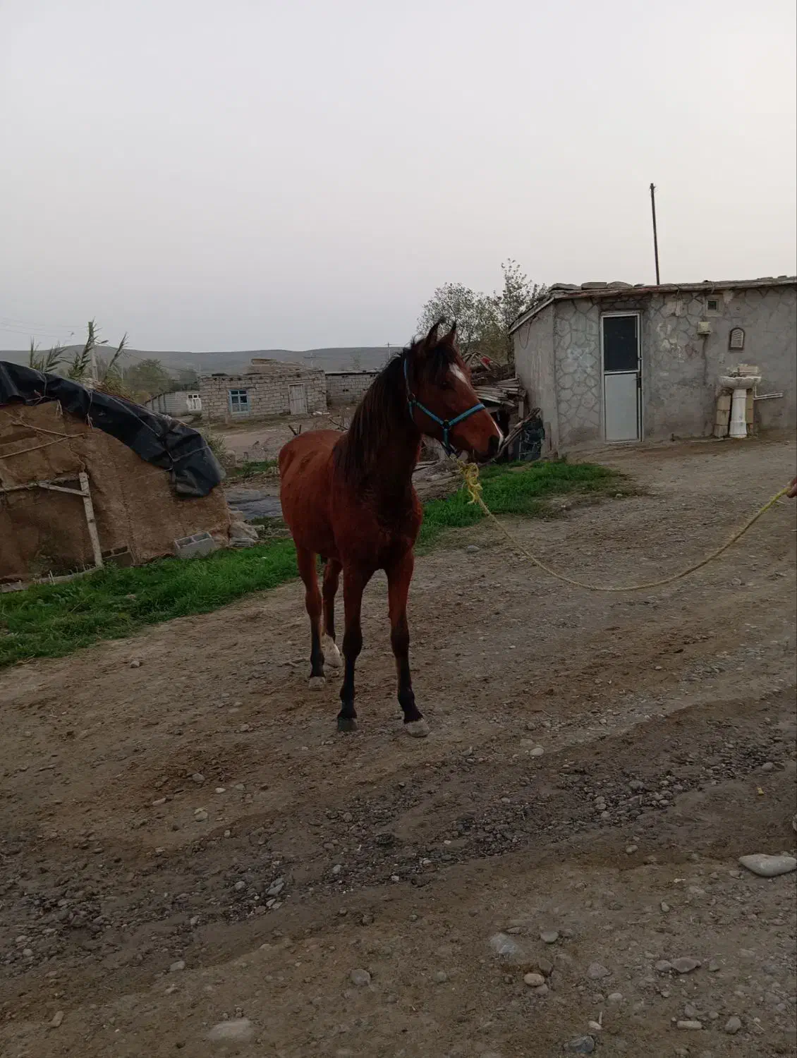 اسب مادیان|اسب و تجهیزات اسب‌سواری|مشگین شهر, |دیوار