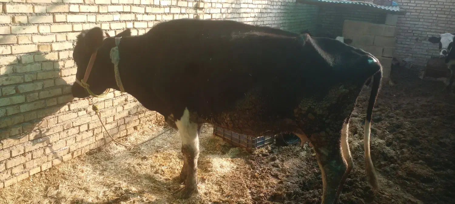 گاو|حیوانات مزرعه|شوشتر, |دیوار