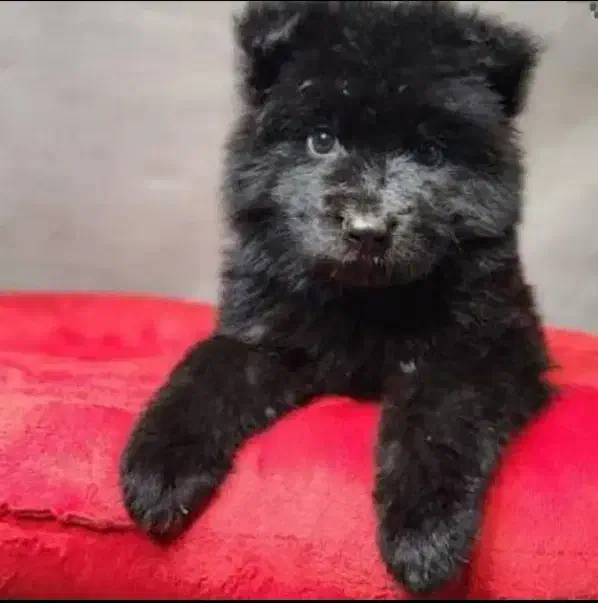 توله ماده شولاین بلک|سگ|گلبهار, شهر جدید گلبهار|دیوار