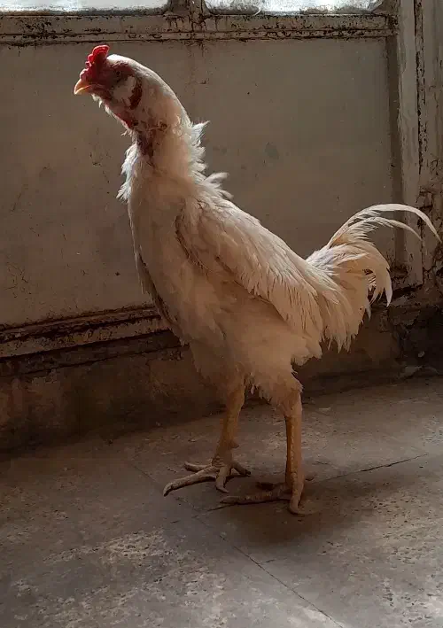 خروس لاری جوجه لاری خروس براکل|حیوانات مزرعه|محمدشهر, یزدیها|دیوار