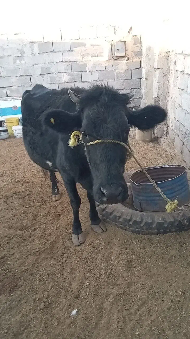 گاوابستن سنگین ۸ ماه|حیوانات مزرعه|دهبکری, |دیوار