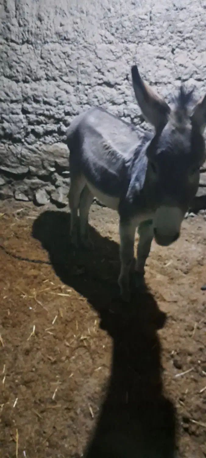 الاغ نر|حیوانات مزرعه|جغتای, |دیوار