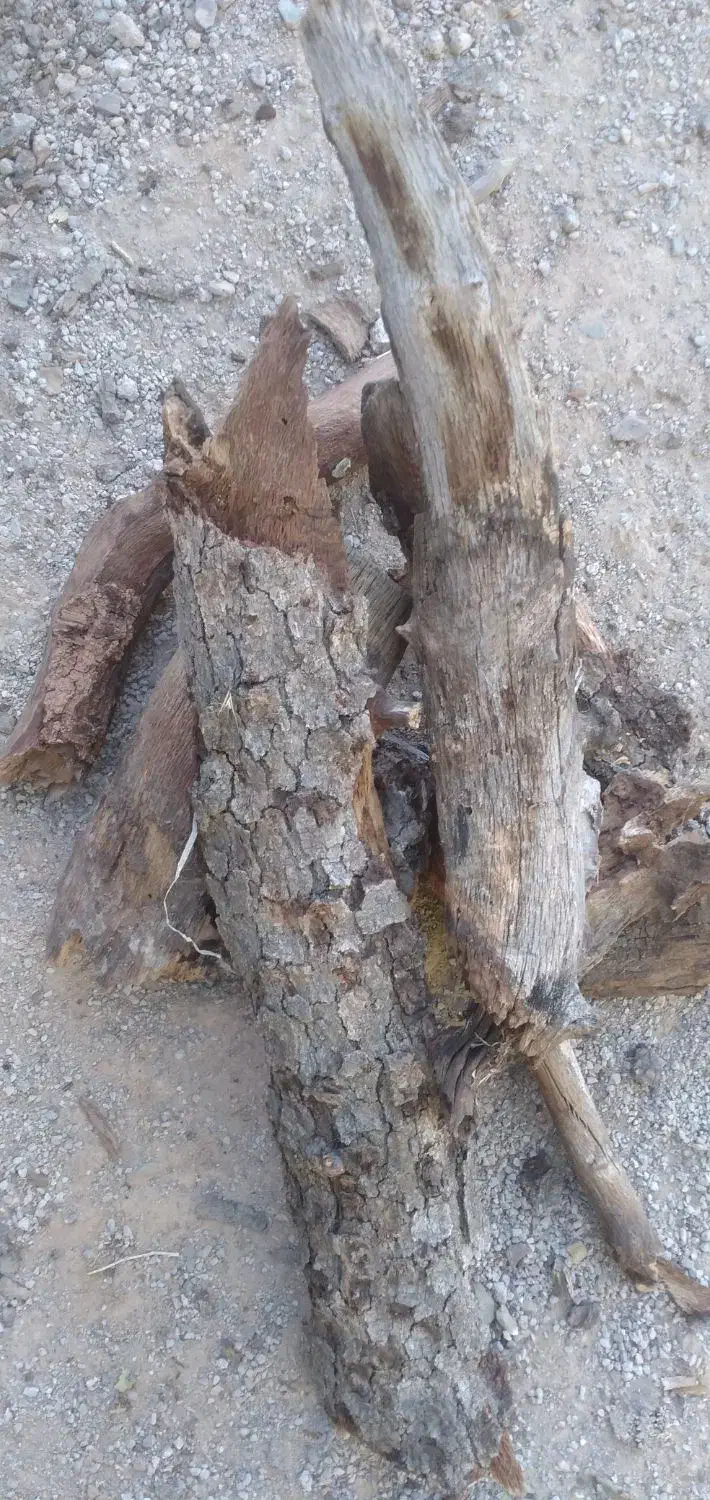 چوب خشک بلوط در گونی بسیار ضخیم|خدمات باغبانی و درختکاری|فلارد, |دیوار