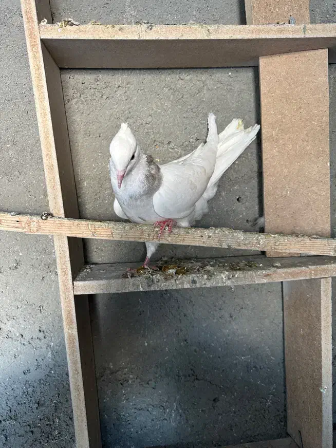 ماده طوقی هفت رنگ|پرنده|بروجرد, |دیوار