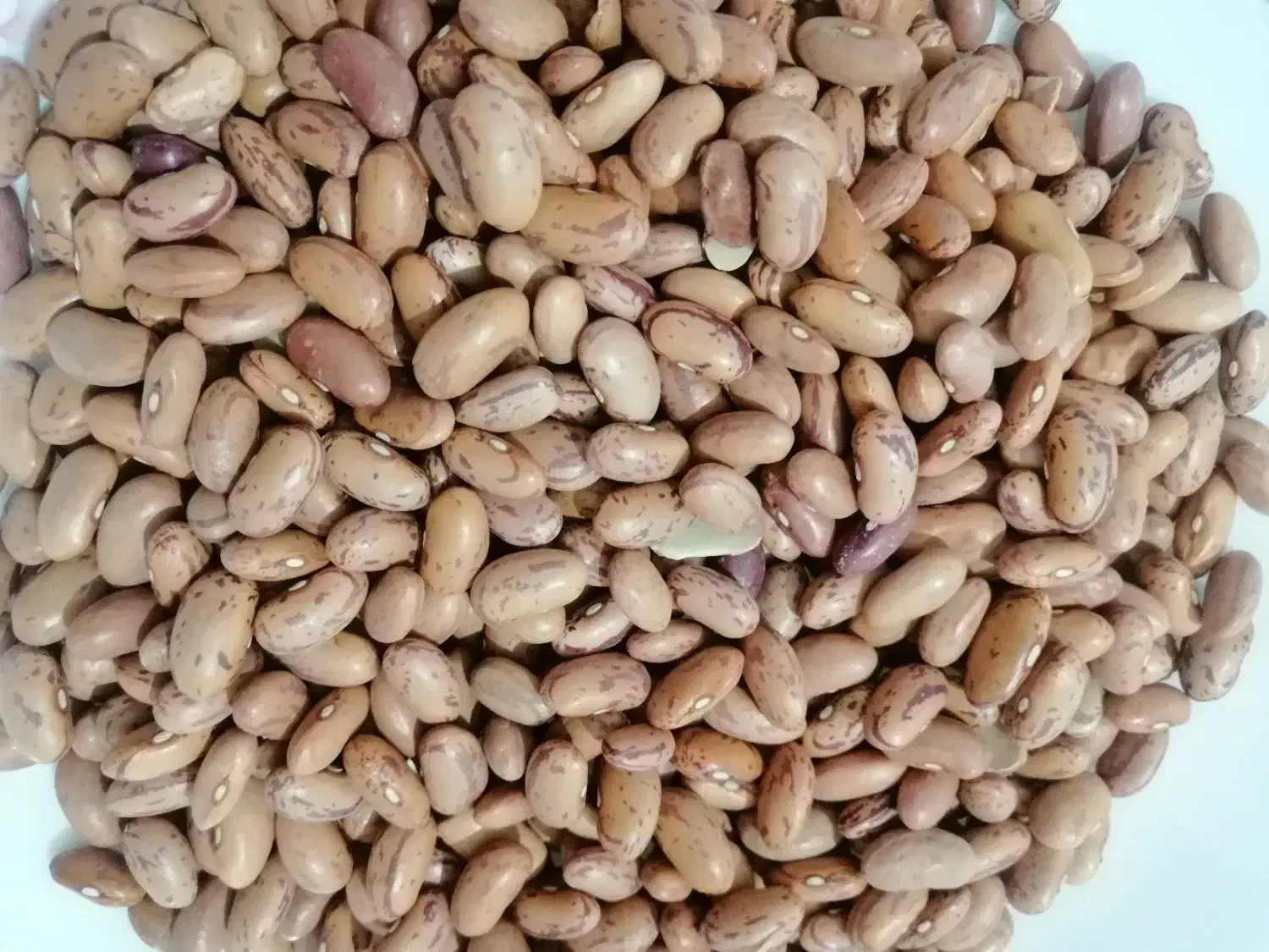 لوبیا چیتی ازبکی|خوردنی و آشامیدنی|مرودشت, فاز دوم شهرک فرهنگیان|دیوار