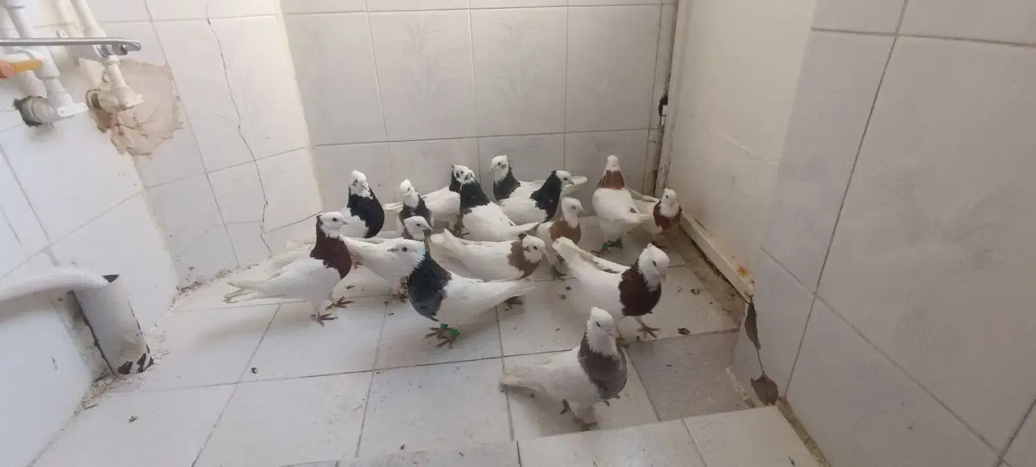 طوقی کاکلی|پرنده|مشهد, شهرک ابوذر|دیوار