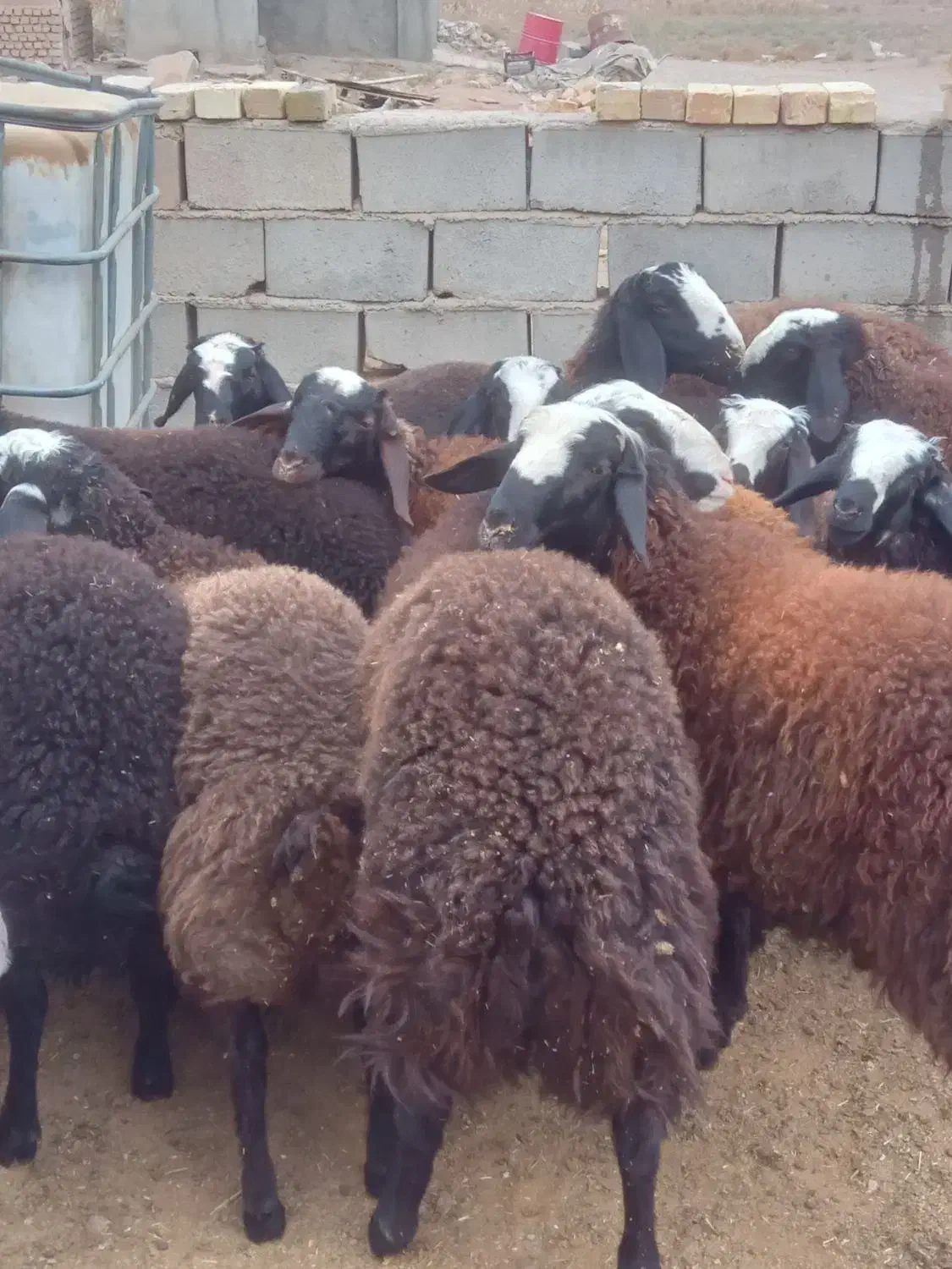 بره نر شال|حیوانات مزرعه|اسفرورین, |دیوار