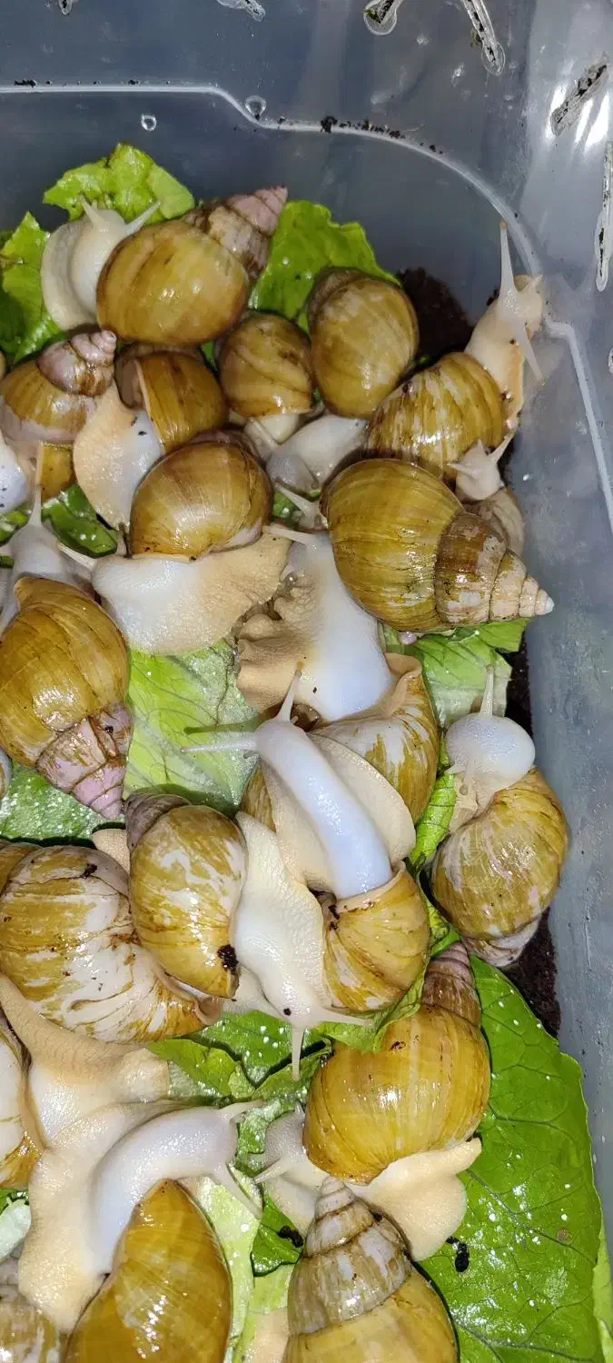 حلزون|خزنده|ساوه, |دیوار