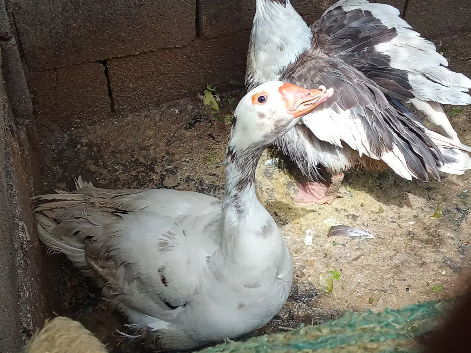 غاز|حیوانات مزرعه|ایذه, |دیوار