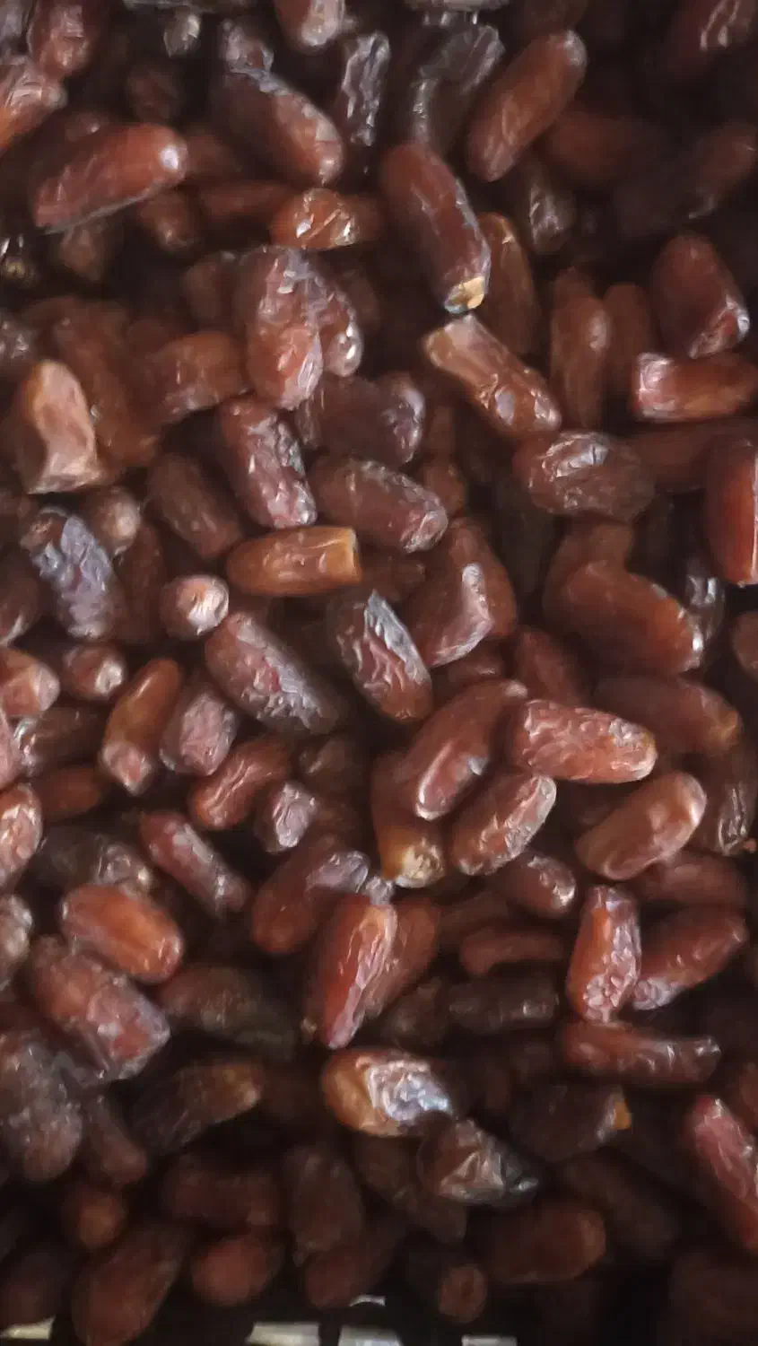 خرما پیارم|حراج|شیراز, زند|دیوار