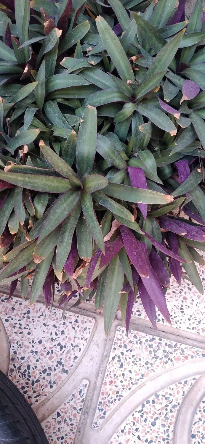 گلهای شاداب وزیبا|گل و گیاه طبیعی|خوی, |دیوار