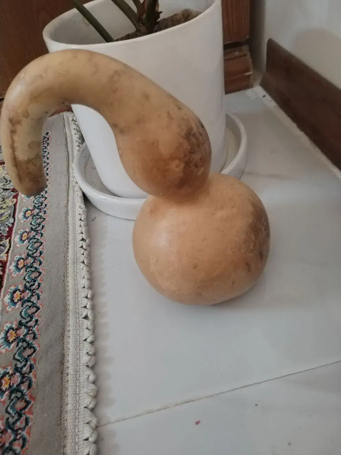 کدو تزعینی|مجسمه، تندیس، ماکت|مشهد, شهرک مطهری|دیوار