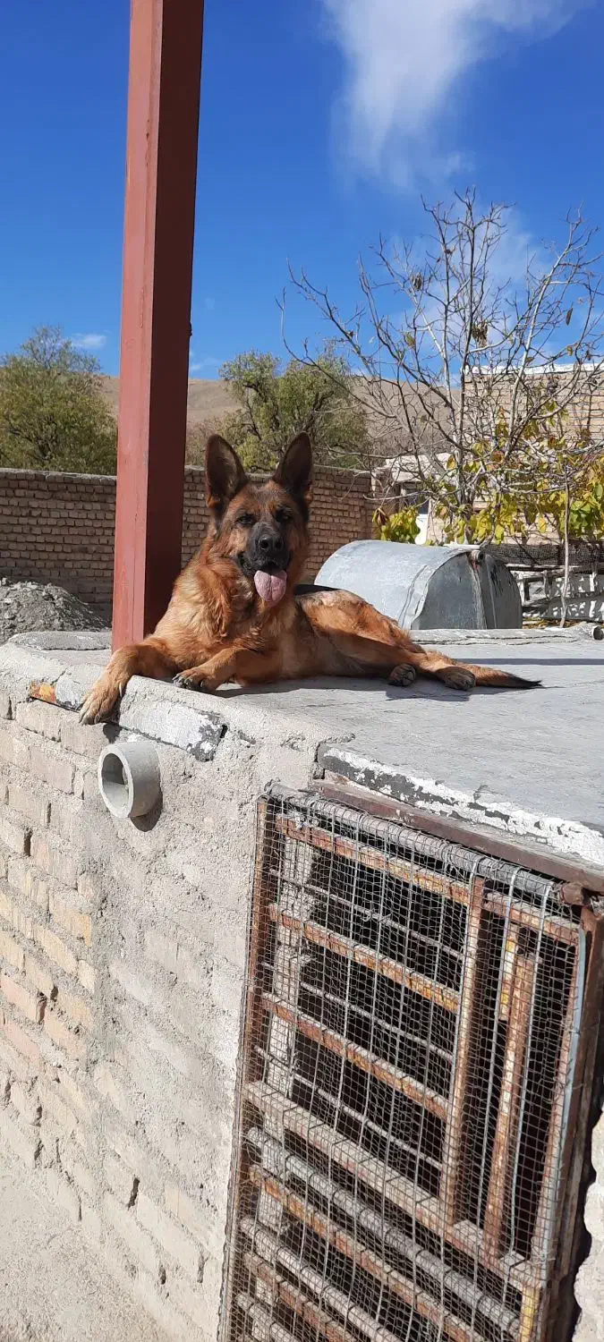 ژرمن اصل|سگ|تهران, درکه|دیوار