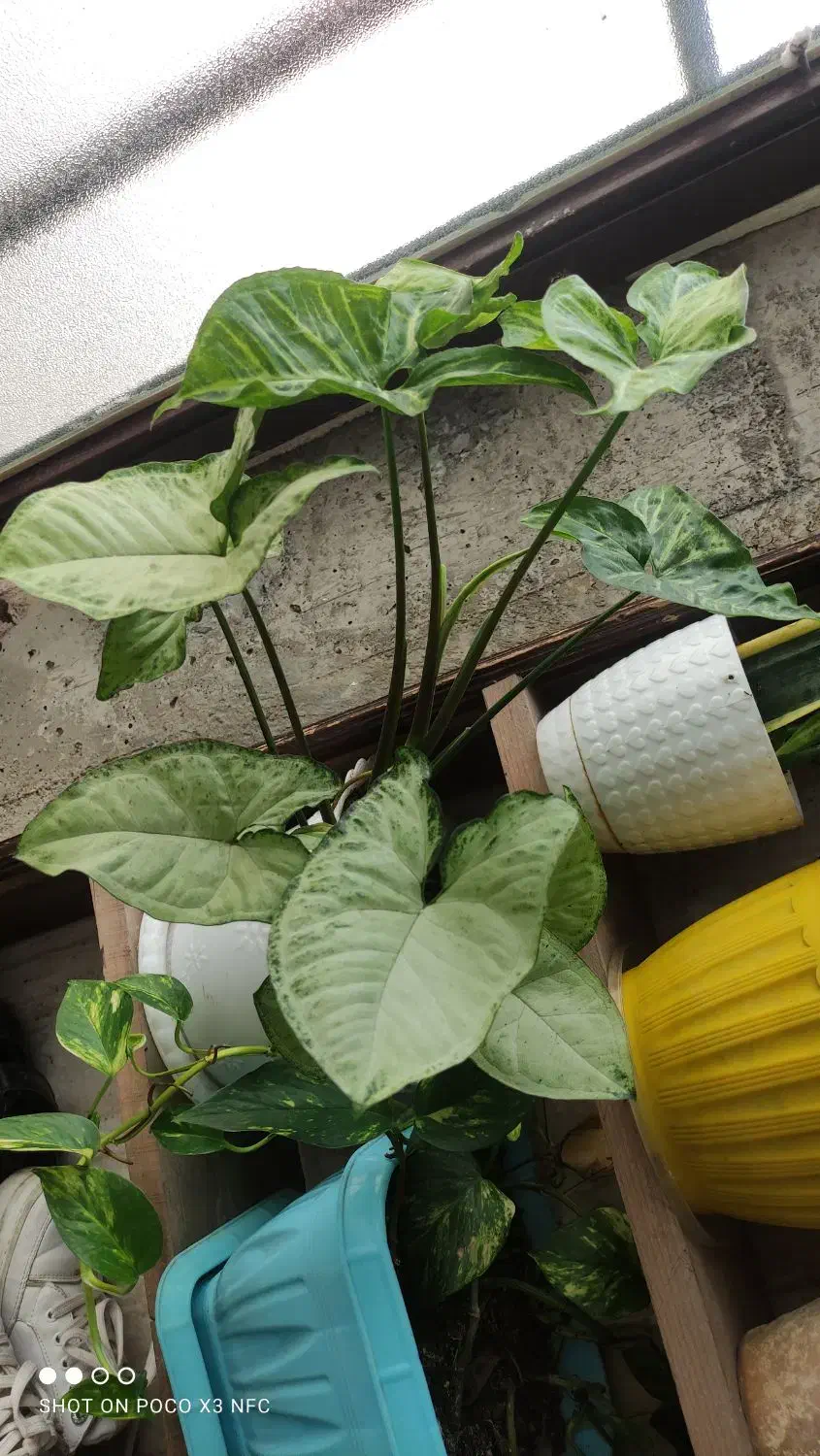 گل برگ انجیری، پتوس، سانسوریا|گل و گیاه طبیعی|رشت, جماران|دیوار