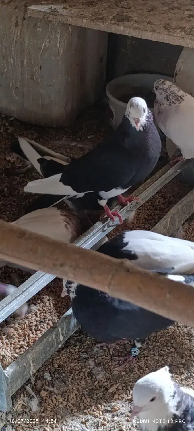 نرماده البغ سیاه|پرنده|کاشان, مفتح|دیوار