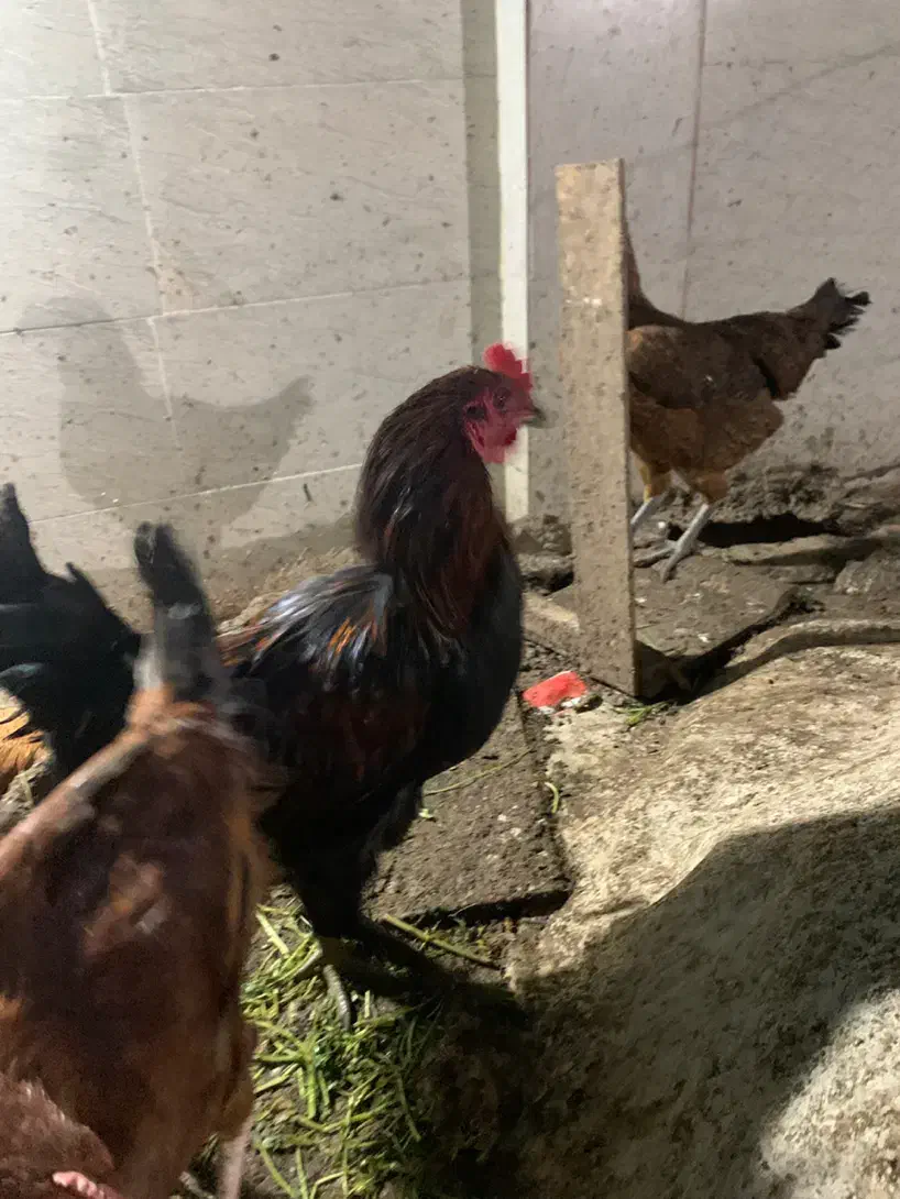 خروس محلی و خروس لاری|حیوانات مزرعه|گرگان, |دیوار