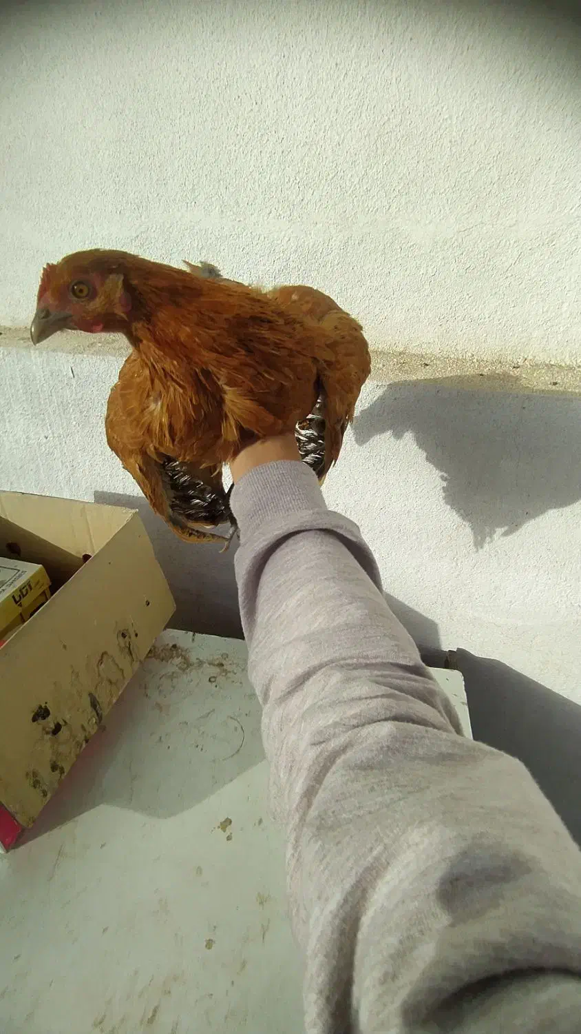 مرغ و خروس|حیوانات مزرعه|فردیس, شهرک ناز|دیوار