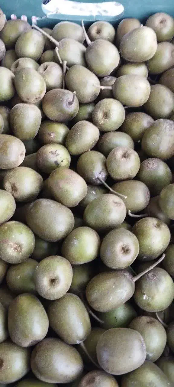 فروش کیوی خونی تو سرخ|عمدهفروشی|رودسر, |دیوار