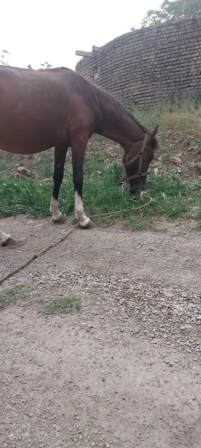 مادیون سالم|اسب و تجهیزات اسب‌سواری|هشتگرد, هیو|دیوار