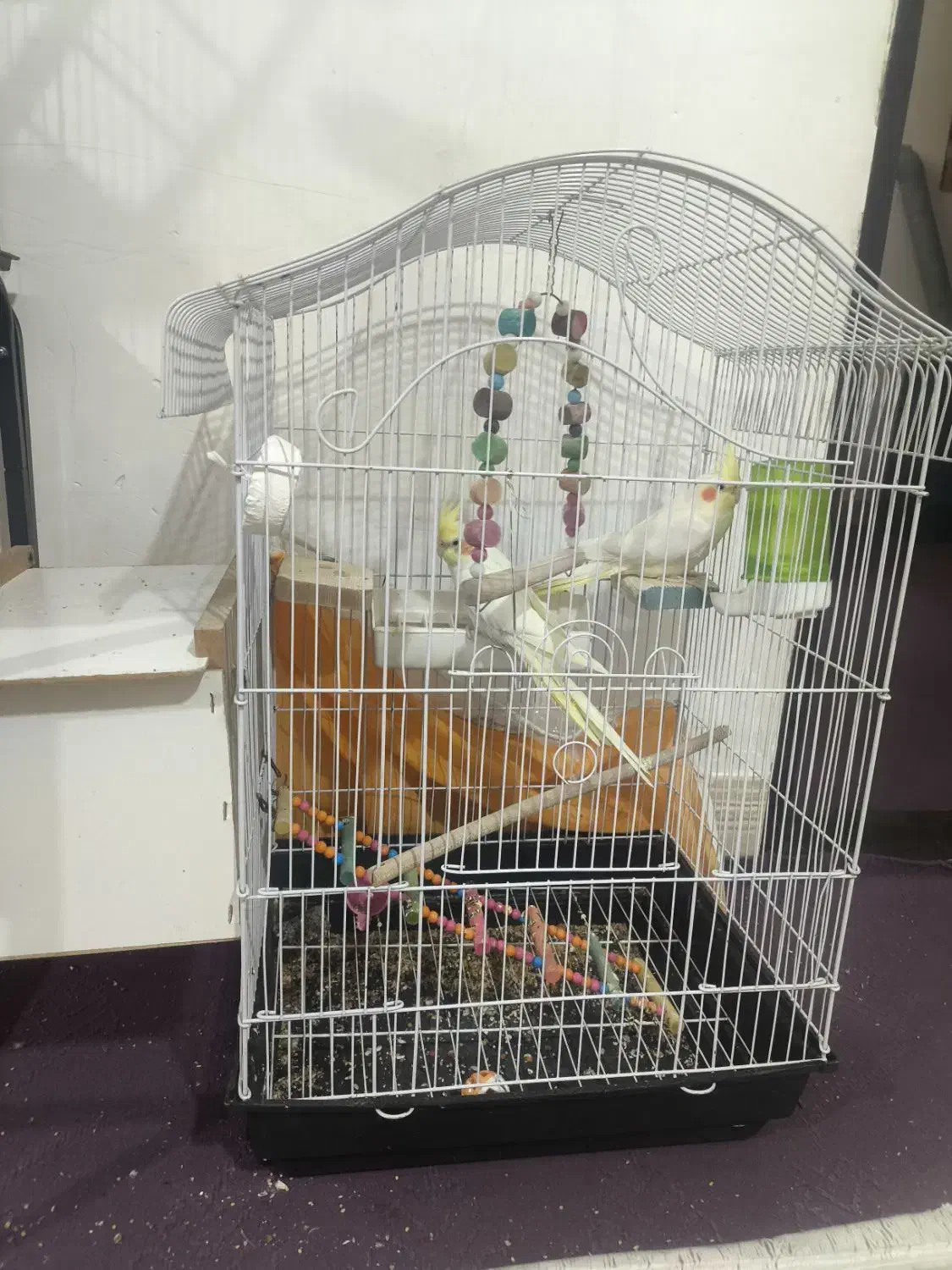 عروس هلندی|پرنده|میانه, |دیوار