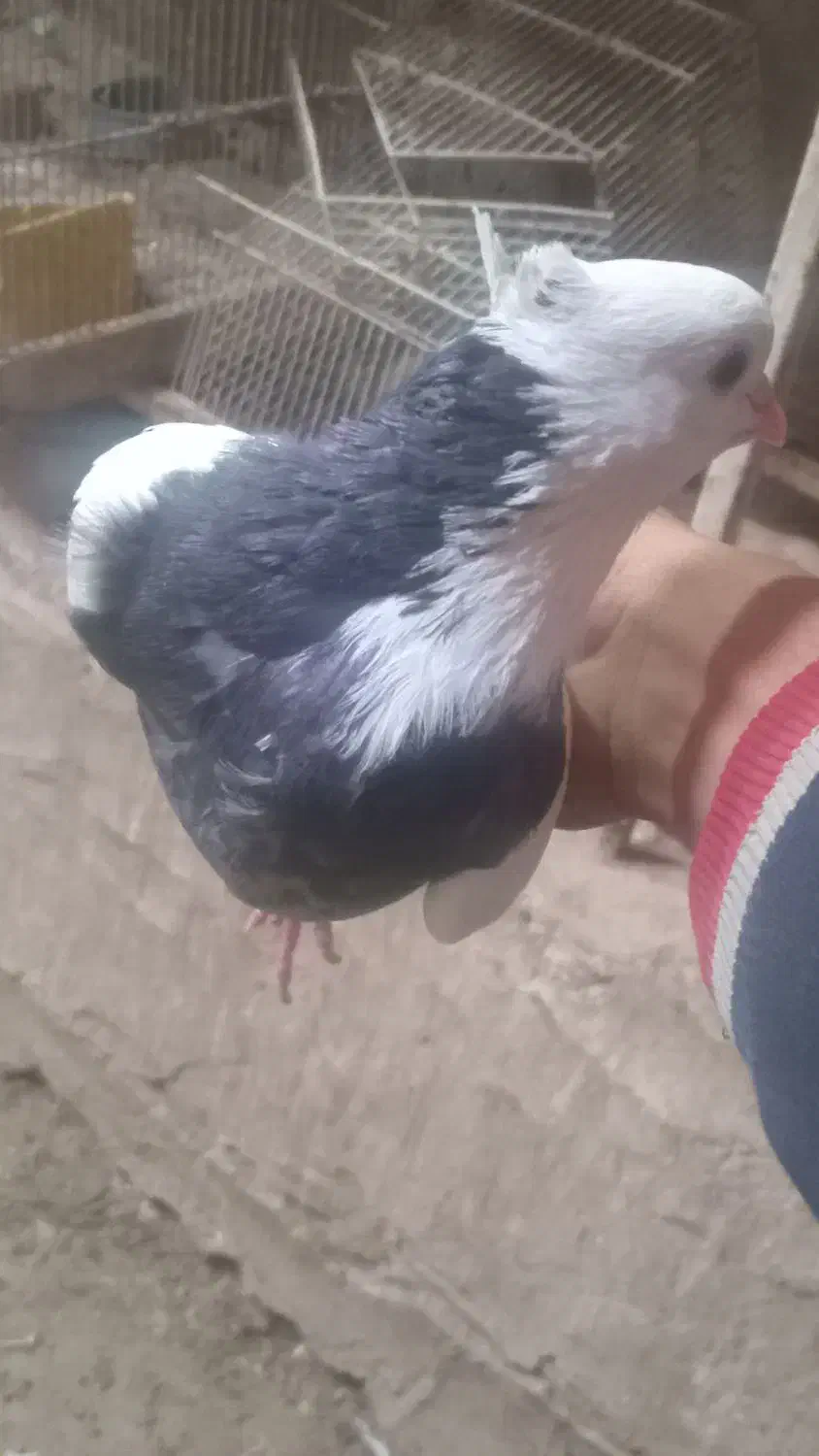 کفتر طوقی|پرنده|قم, انصار‌الحسین|دیوار