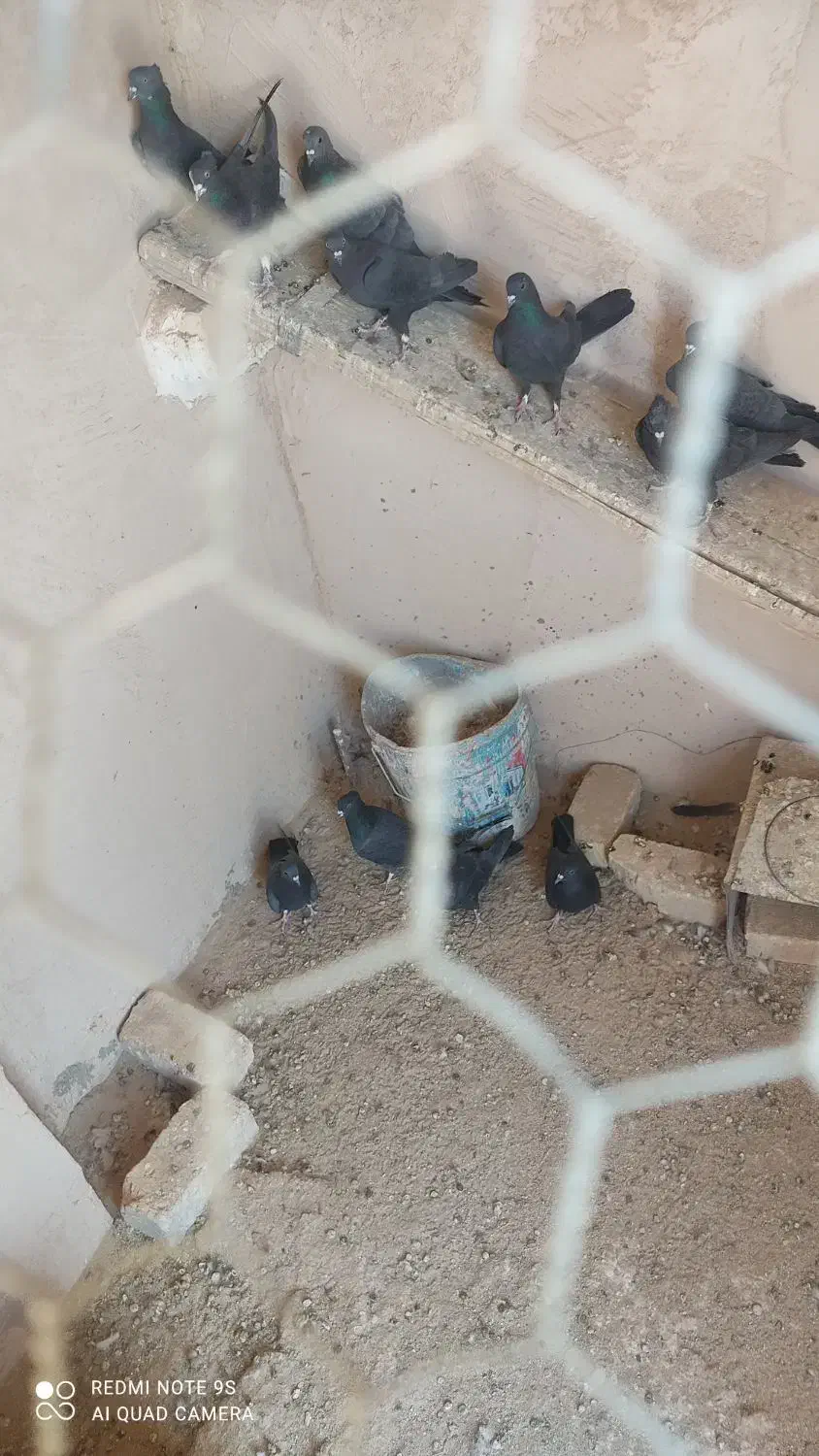 کبوتر|پرنده|برخوار, |دیوار