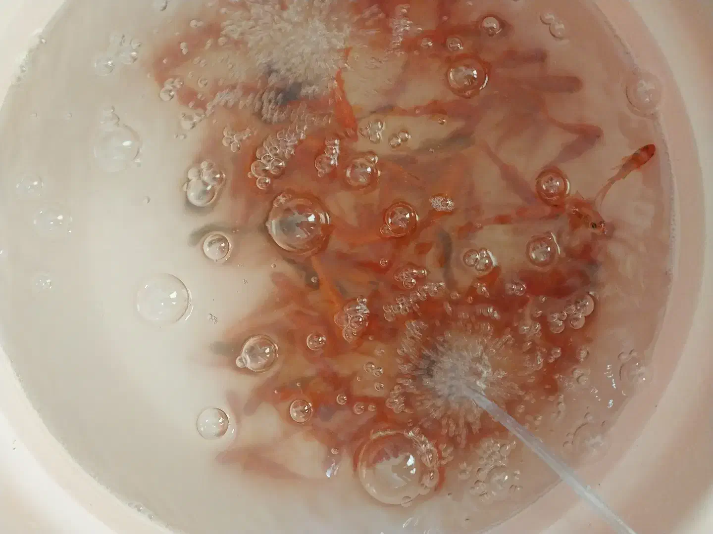 ماهی قرمز|ماهی|یزد, |دیوار