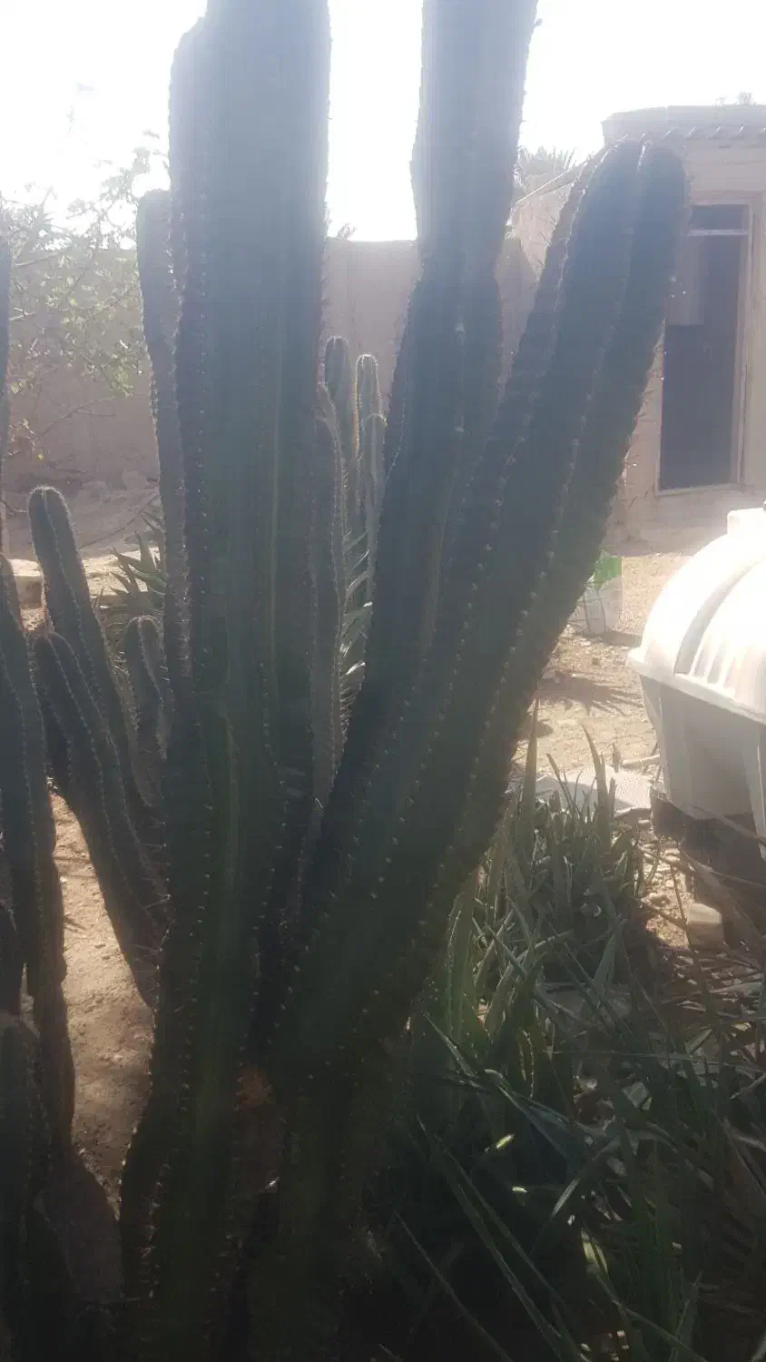 کاکتوس|گل و گیاه طبیعی|آبپخش, |دیوار