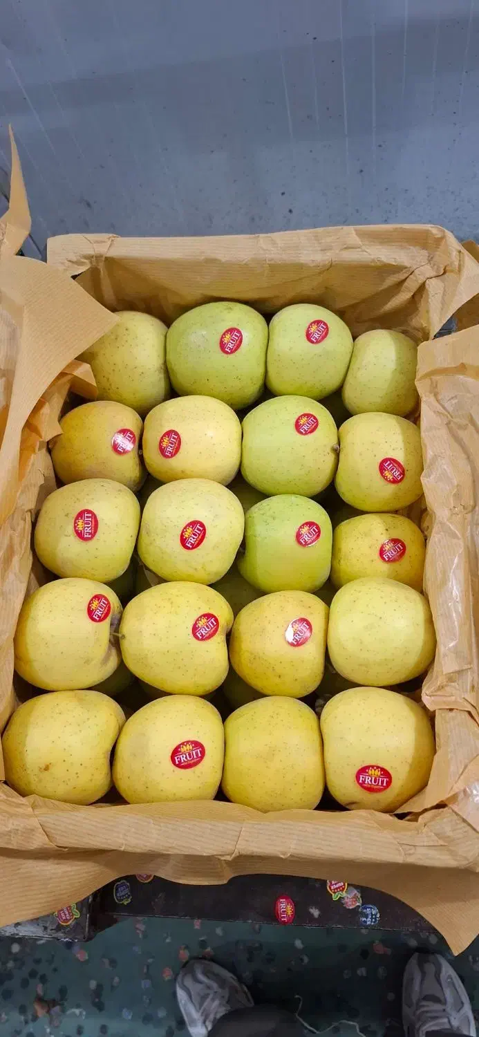 سیب قرمز و سفید|خدمات باغبانی و درختکاری|محمدبار, |دیوار