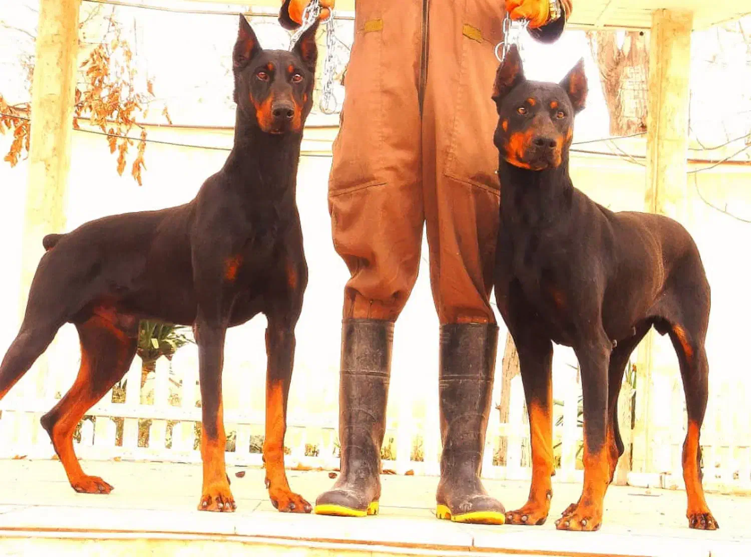 روت وایلر آمریکن دوبرمن اروپایی توله با برگه اصالت|سگ|تهران, اقدسیه|دیوار