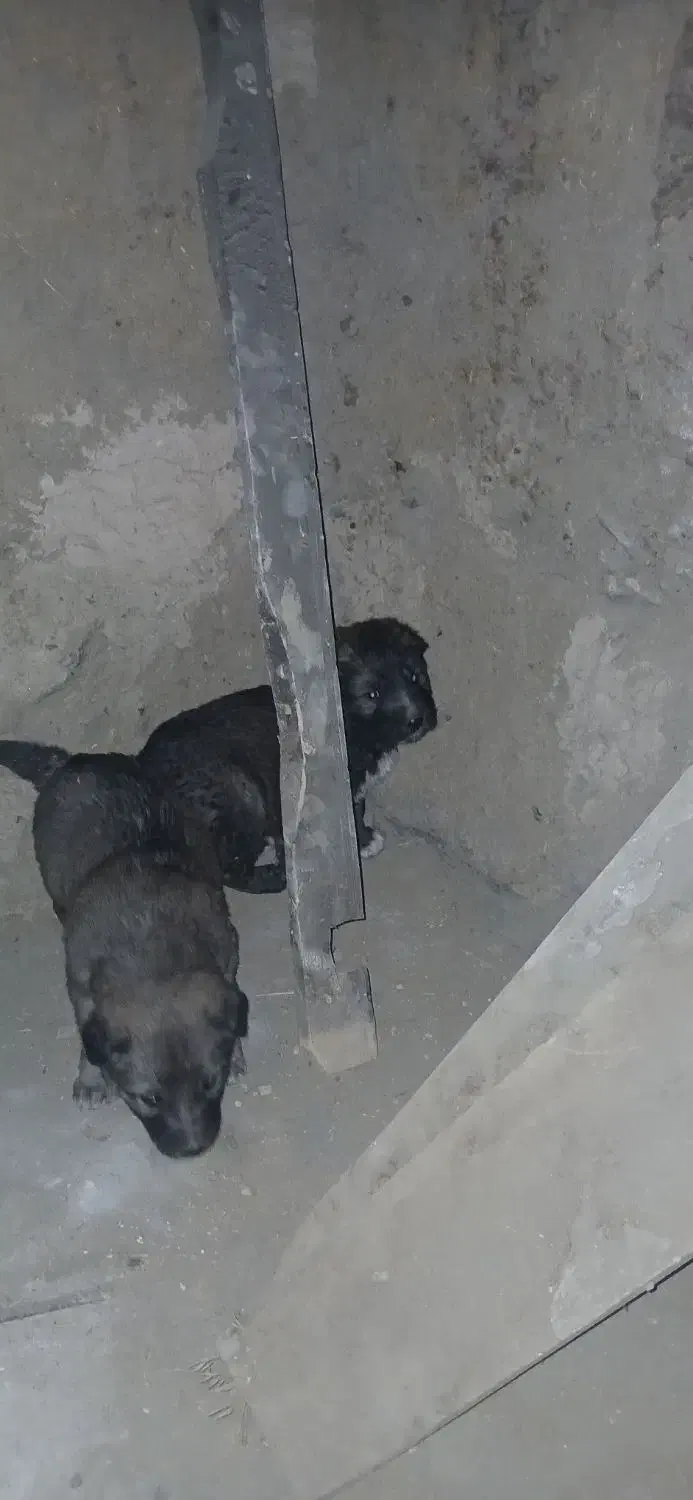 توله سرابی|سگ|جوکار, |دیوار