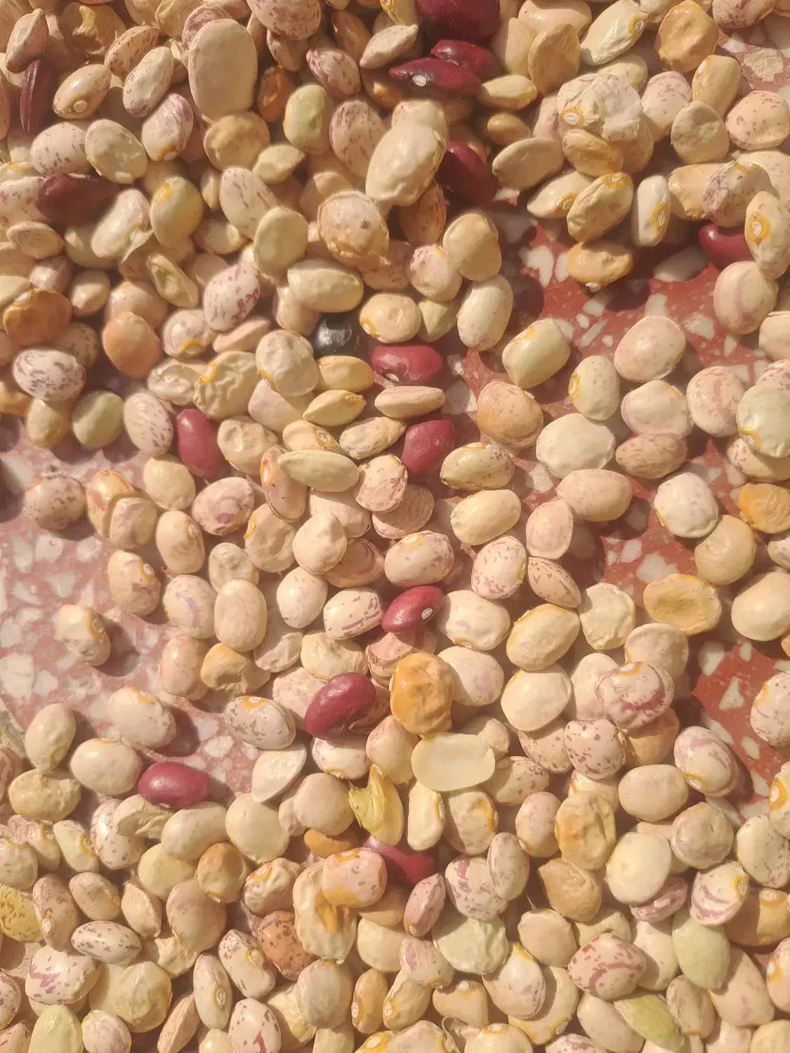 لوبیا چیتی|خوردنی و آشامیدنی|شیراز, شهرک مطهری|دیوار